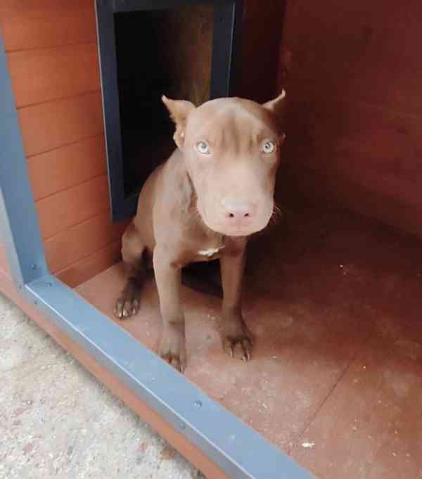 Americký pitbulterier pitbul pitbull red nose pekna fena - foto 4