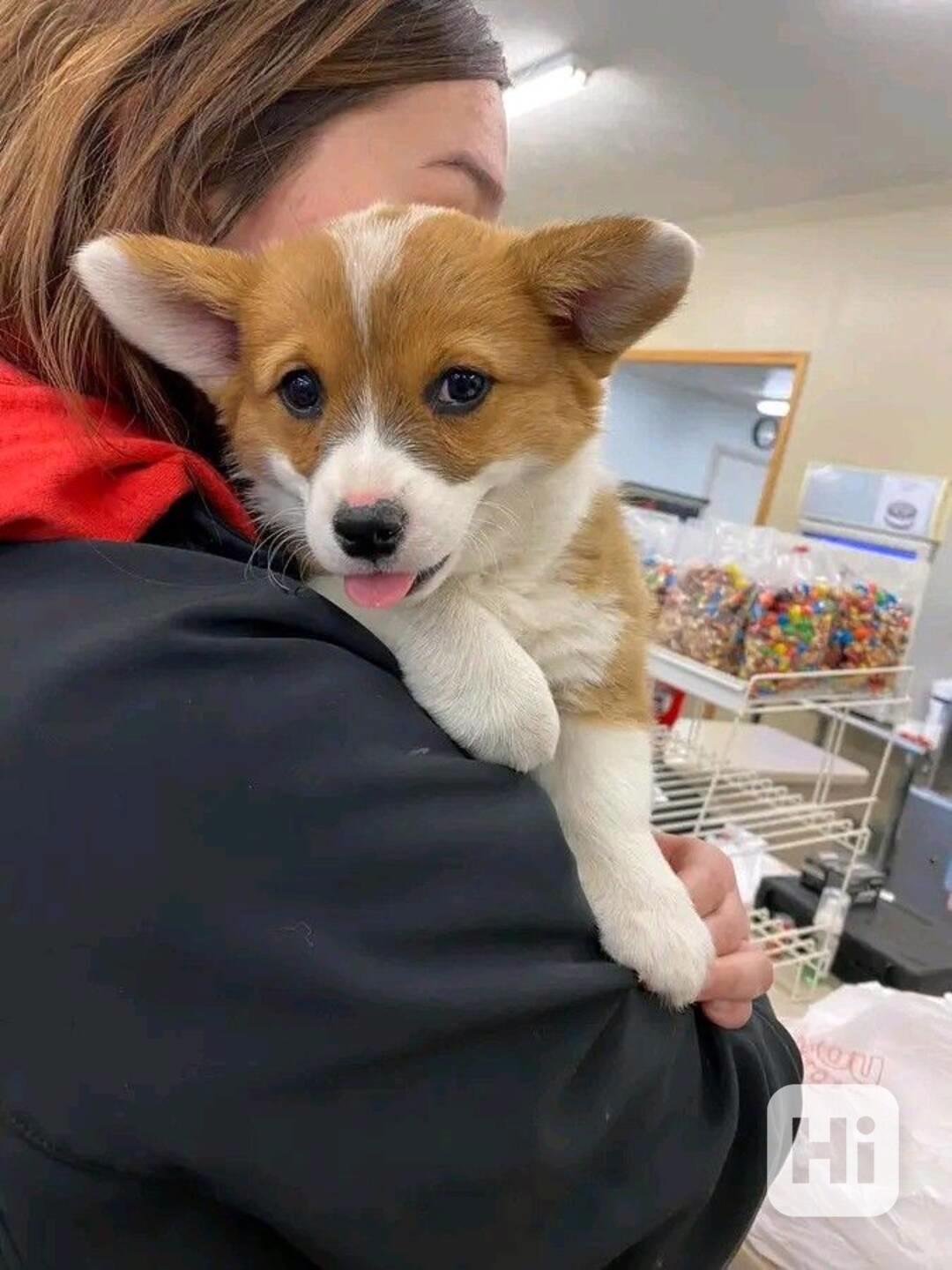   Dárek štěně welsh corgi k adopci zdarma  - foto 1