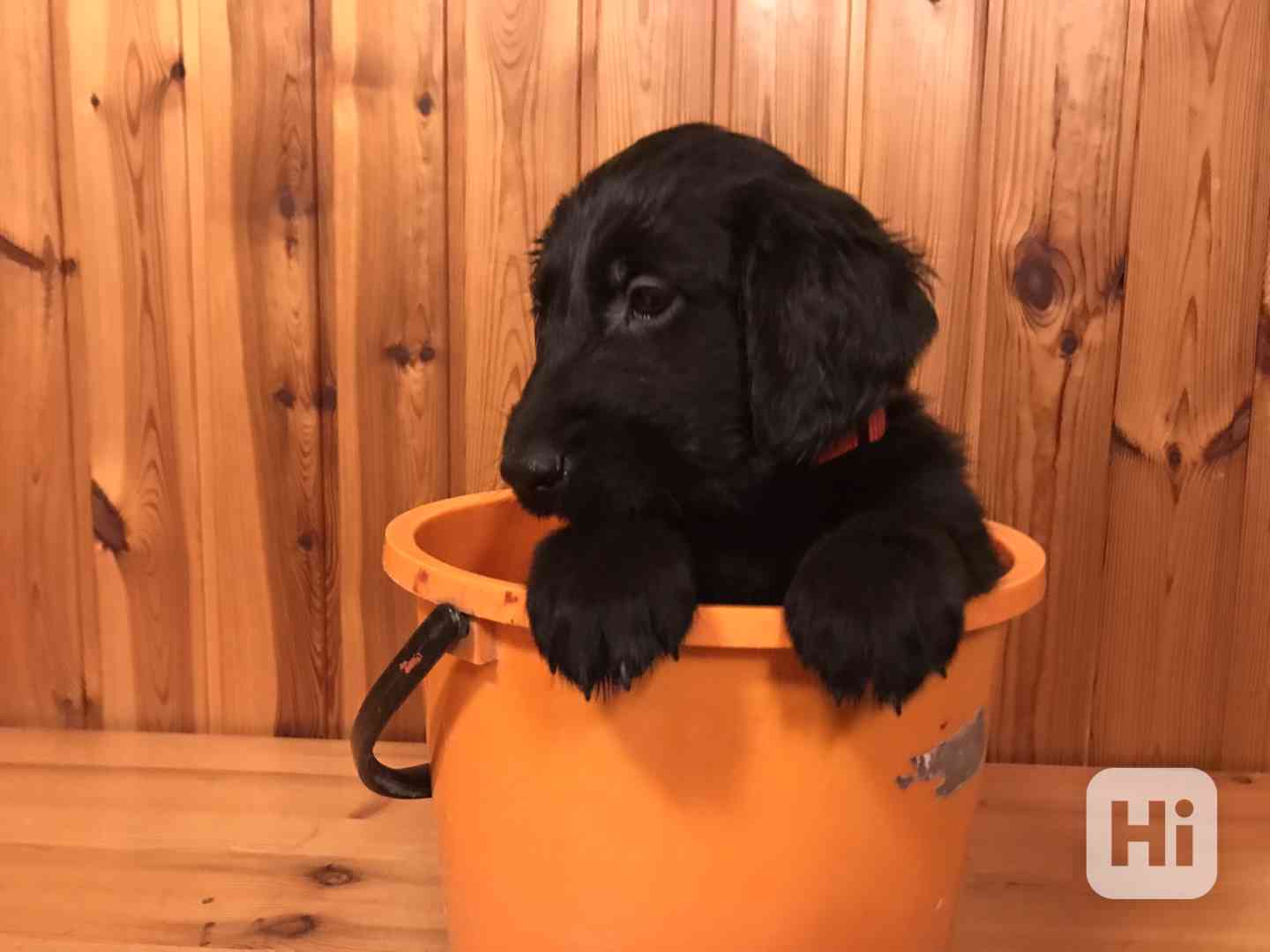 Štěně Flat Coated Retriever - foto 1