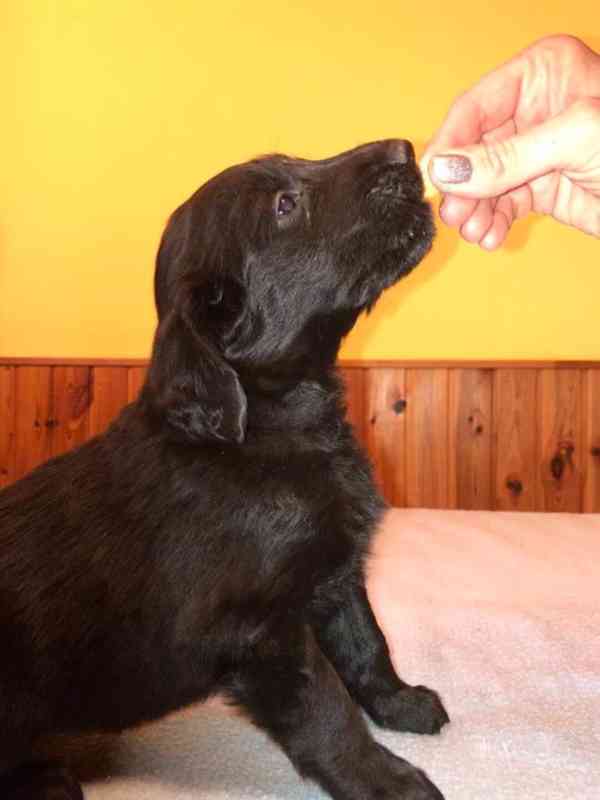 Štěně Flat Coated Retriever - foto 3