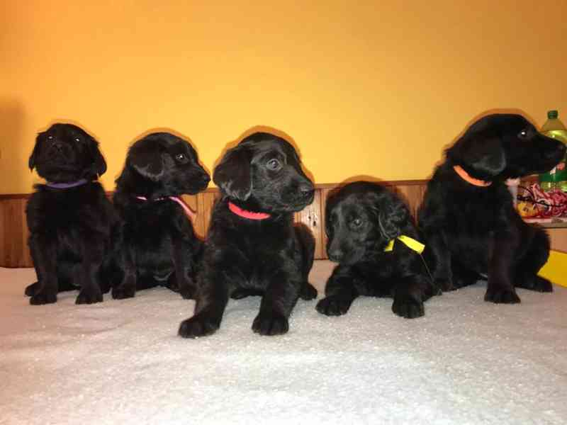 Štěně Flat Coated Retriever - foto 4