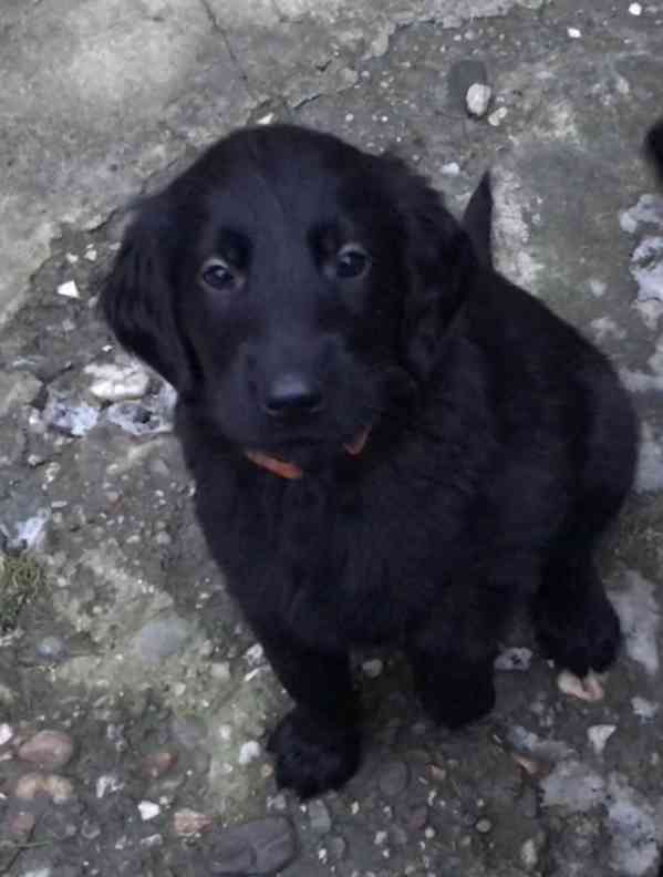 Štěně Flat Coated Retriever - foto 2