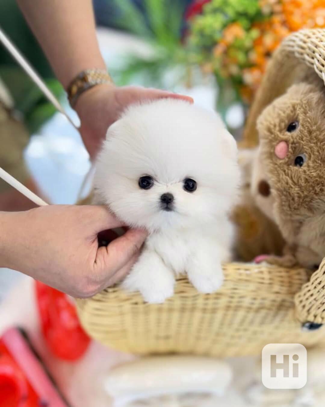 Štěňata pomeranianů - foto 1