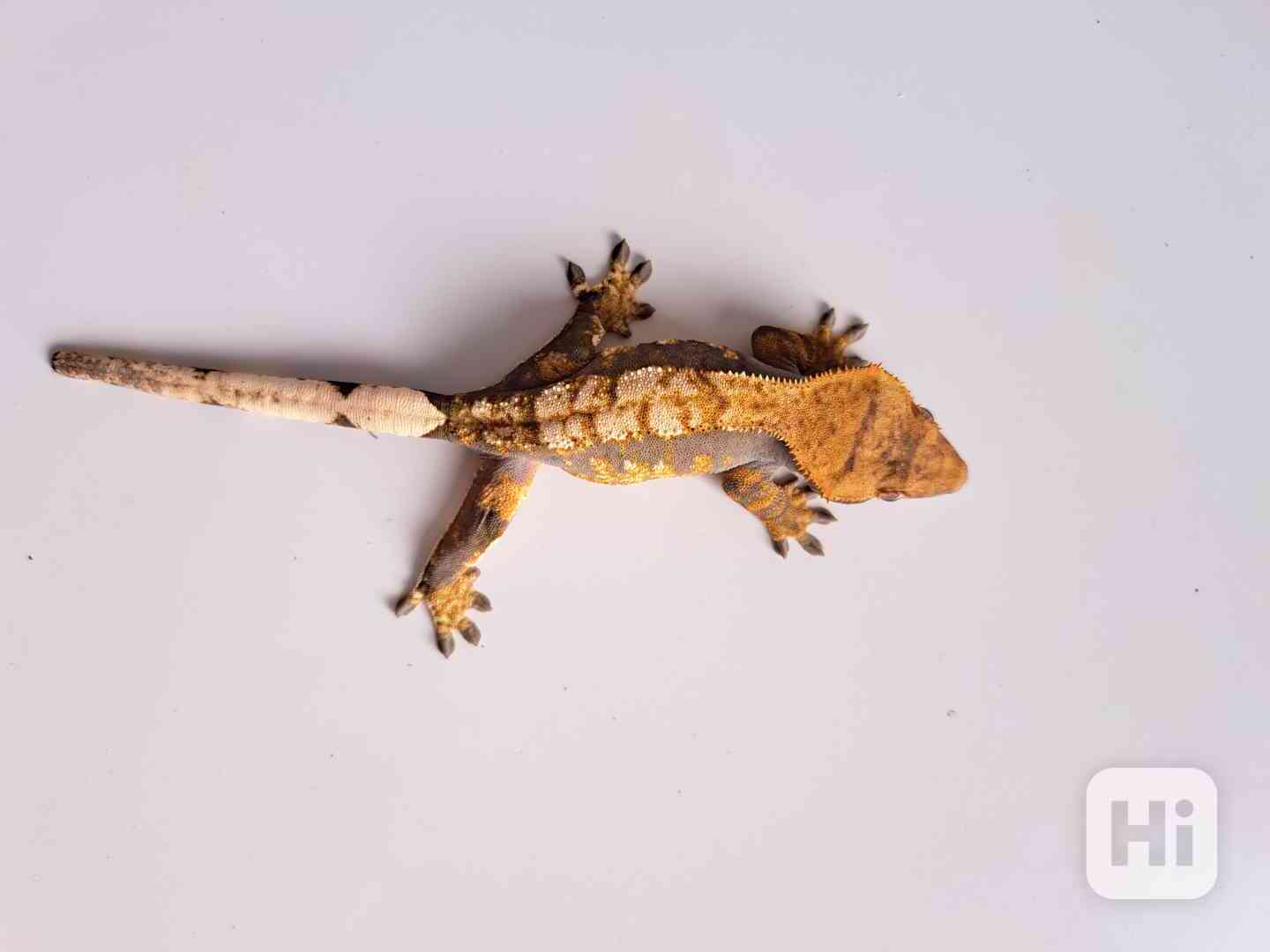 pagekon řasnatý - foto 1