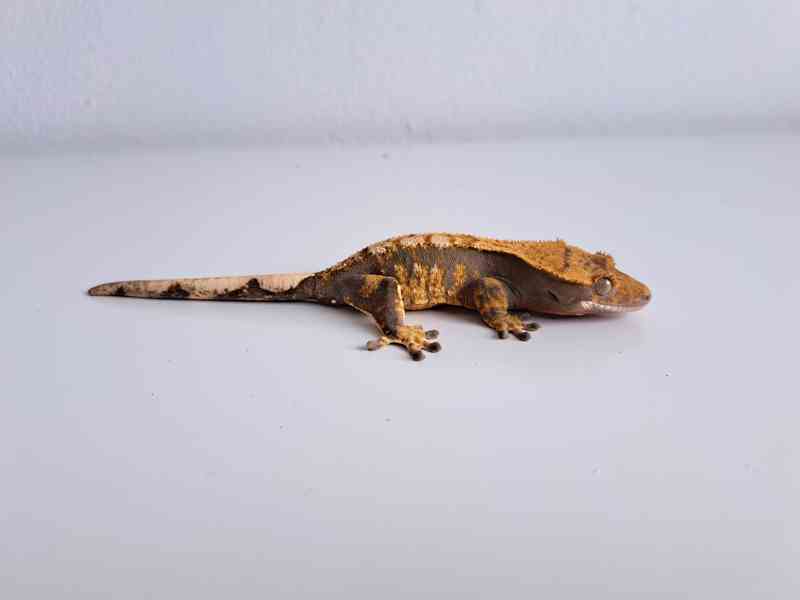 pagekon řasnatý - foto 2