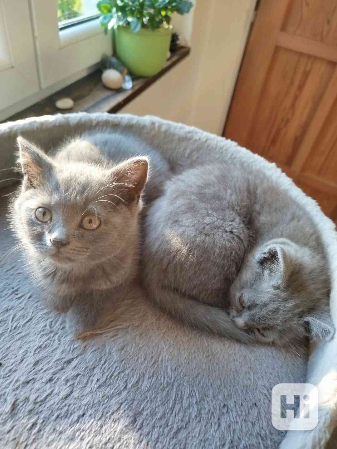 Britská modrá koťátka  - foto 1