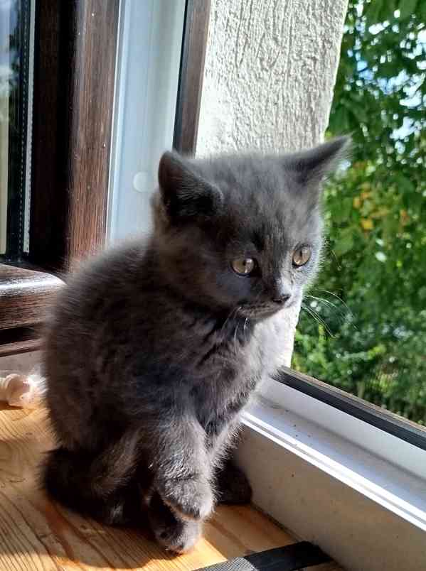 Britská modrá koťátka  - foto 4