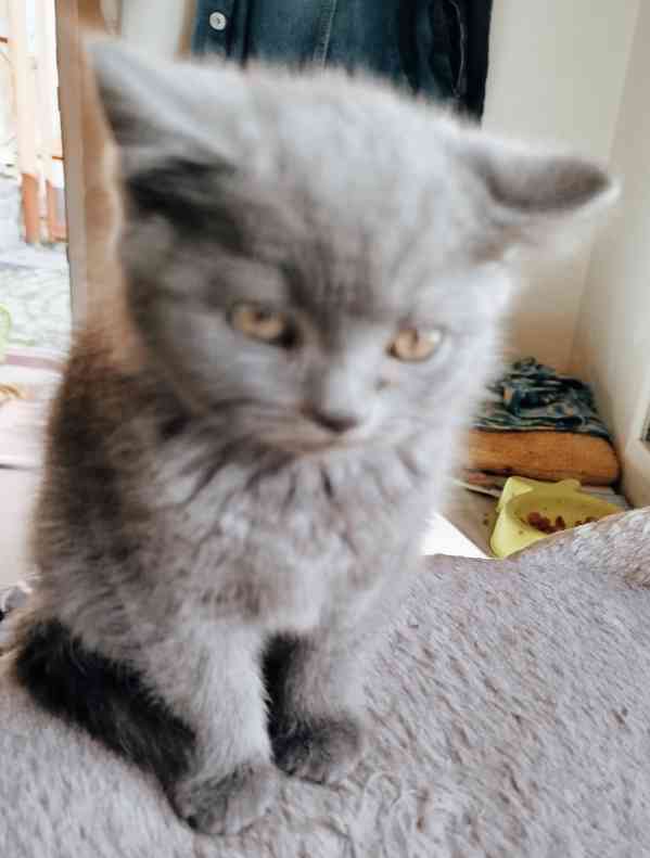 Britská modrá koťátka  - foto 7