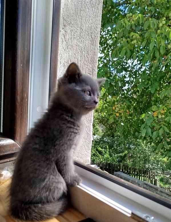 Britská modrá koťátka  - foto 3