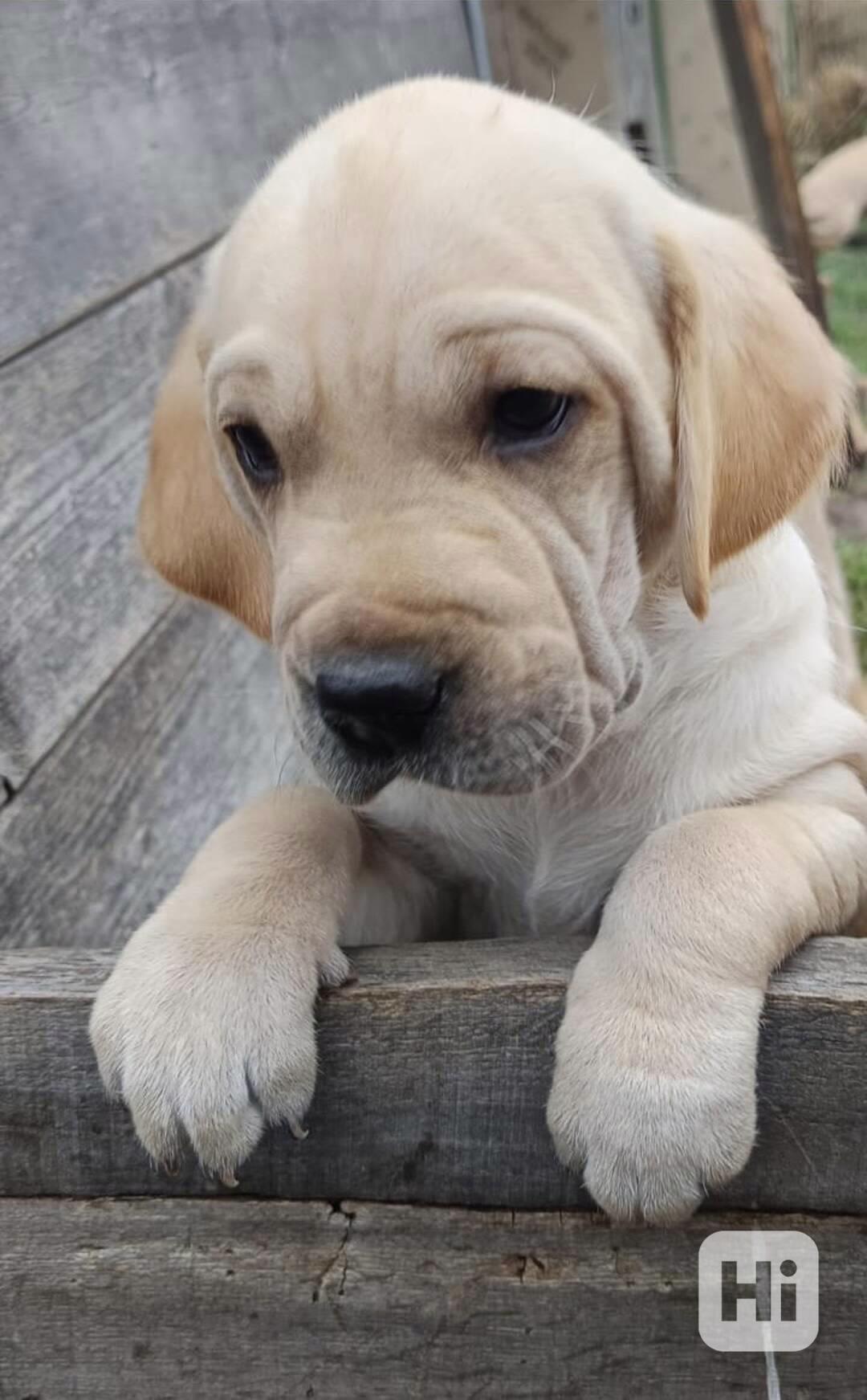 Štěně- pes - foto 1