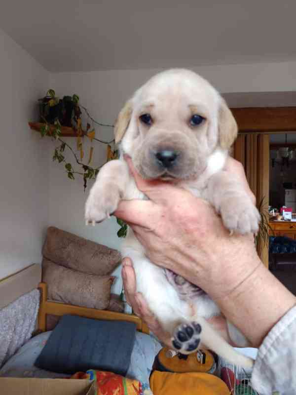 Štěně- pes - foto 6