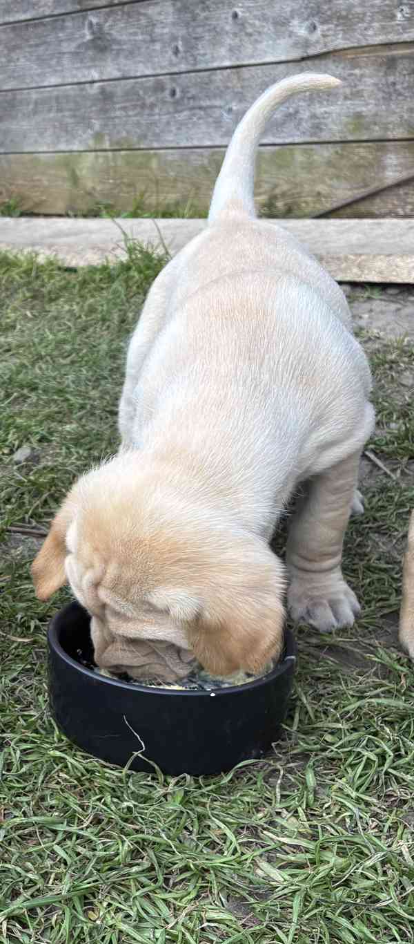 Štěně- pes - foto 3