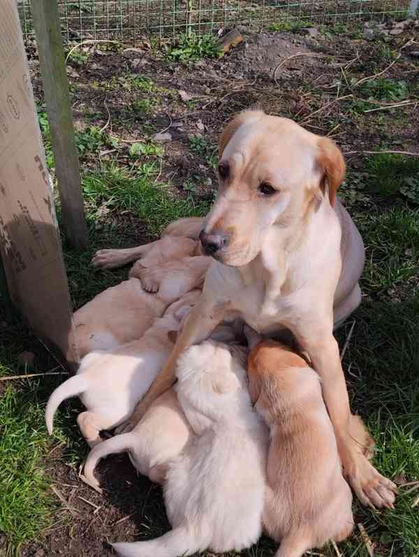 Štěně- pes - foto 5