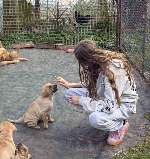 Štěně- pes - foto 4