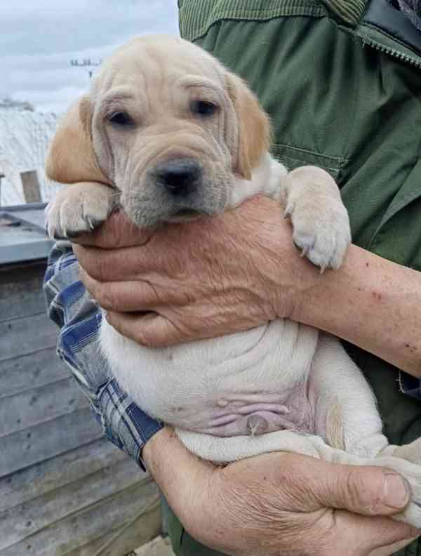 Štěně- pes - foto 2