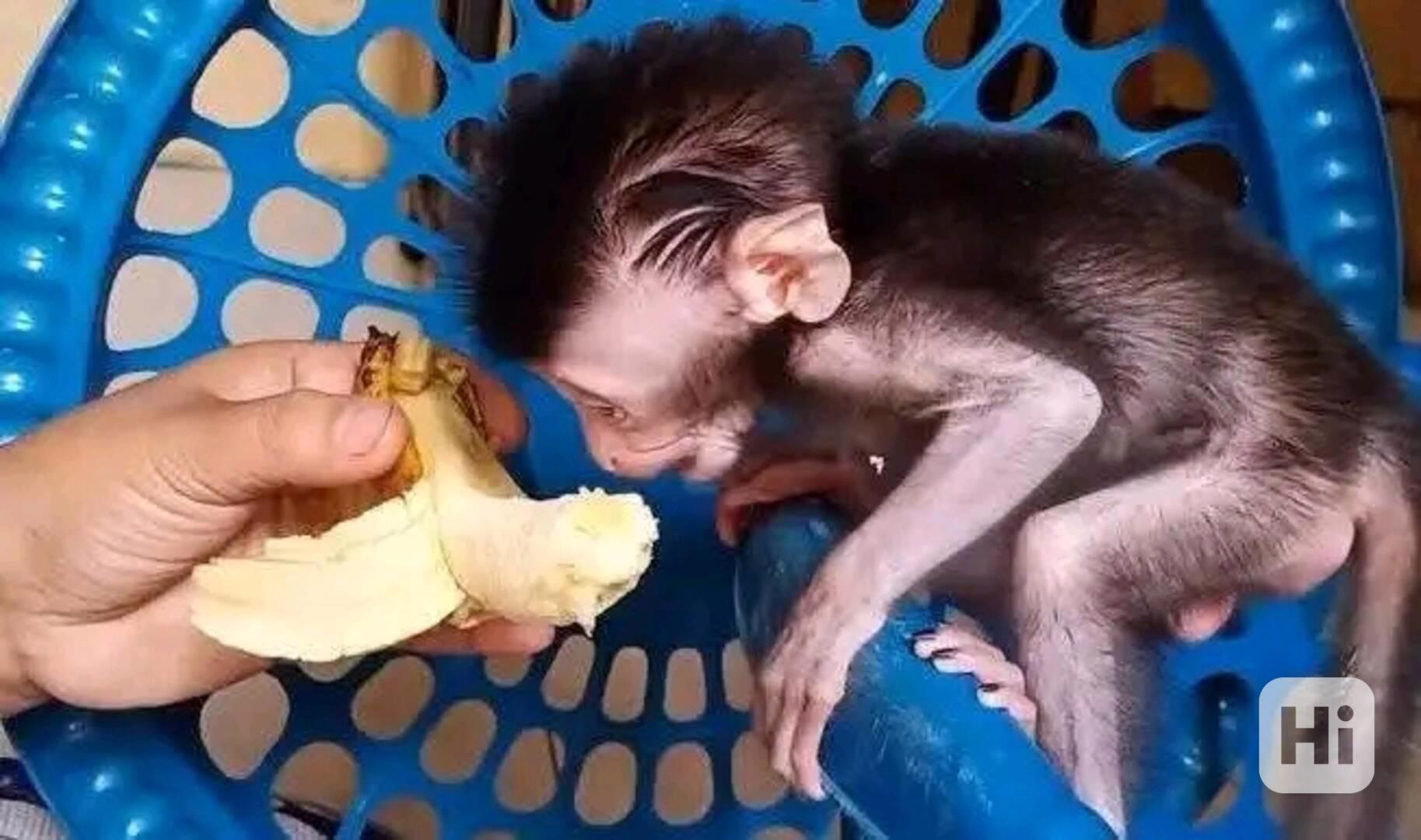  Kapucíni odchovaní mláďaty - foto 1