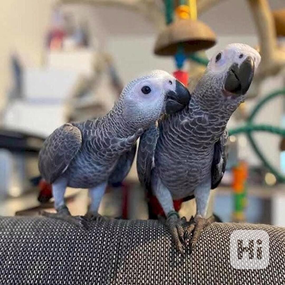 Ochočený papoušek africký šedý s velkou klecí - foto 1