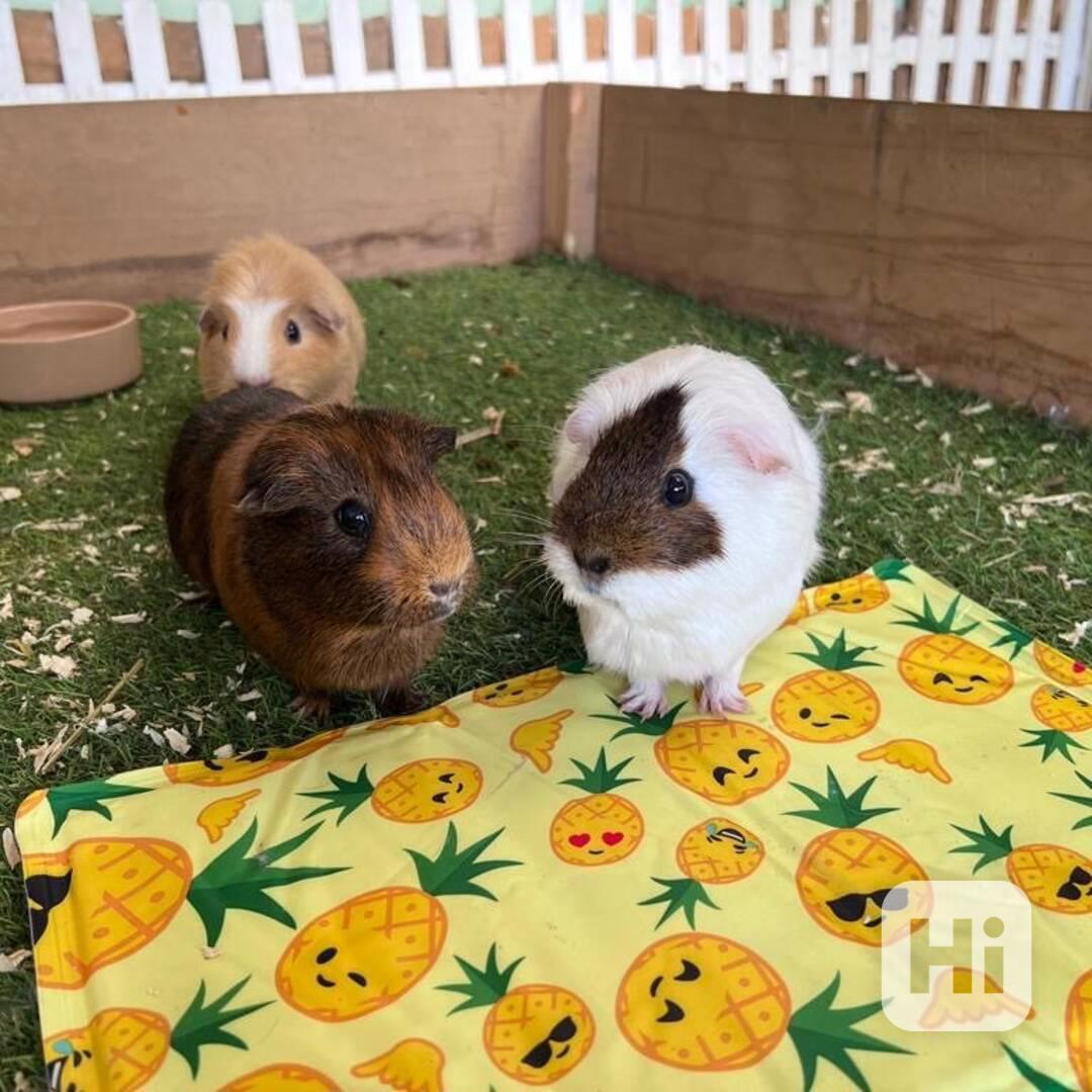 K prodeji jsou krásná morčata - foto 1