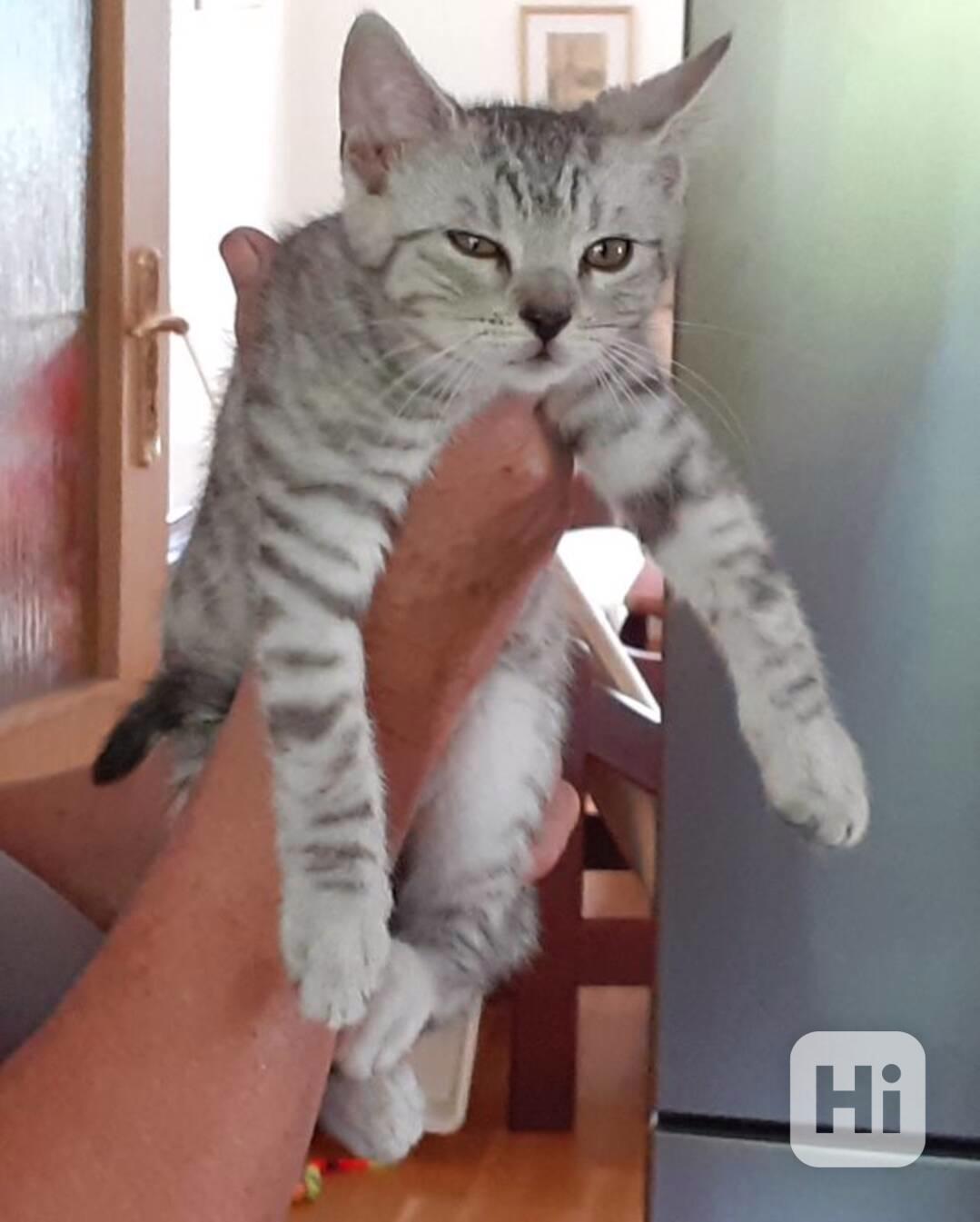 Světle šedivá Sára je klidná, 2,5měsíční milá kočička. - foto 1