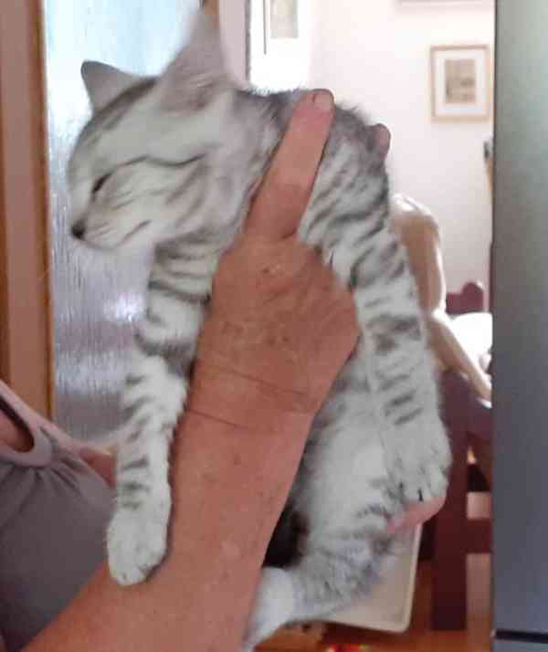 Světle šedivá Sára je klidná, 2,5měsíční milá kočička. - foto 3
