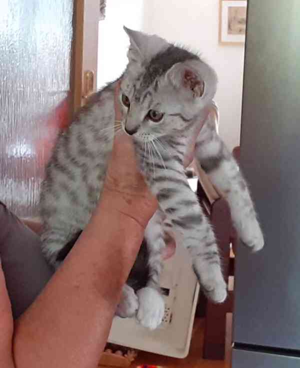 Světle šedivá Sára je klidná, 2,5měsíční milá kočička. - foto 6