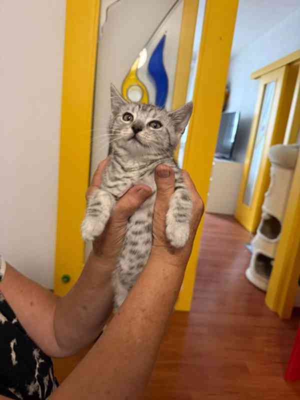 Světle šedivá Sára je klidná, 2,5měsíční milá kočička. - foto 9