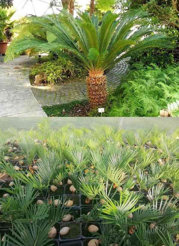 10 ks sazenice Cycas Revoluta - Cykas Japonský - foto 1