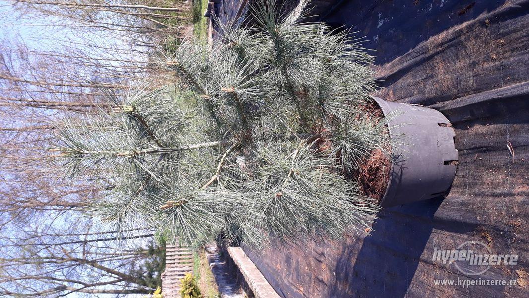 Pinus ayacahuite, Pinus heldreichii 'Schmidtii' - foto 1