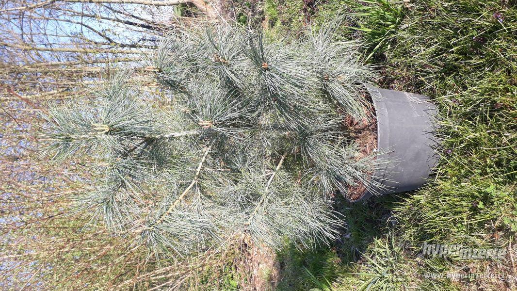 Pinus ayacahuite, Pinus heldreichii 'Schmidtii' - foto 2