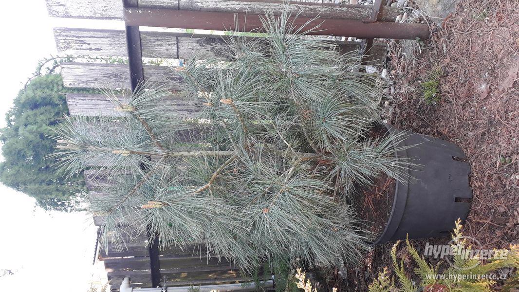 Pinus ayacahuite, Pinus heldreichii 'Schmidtii' - foto 3