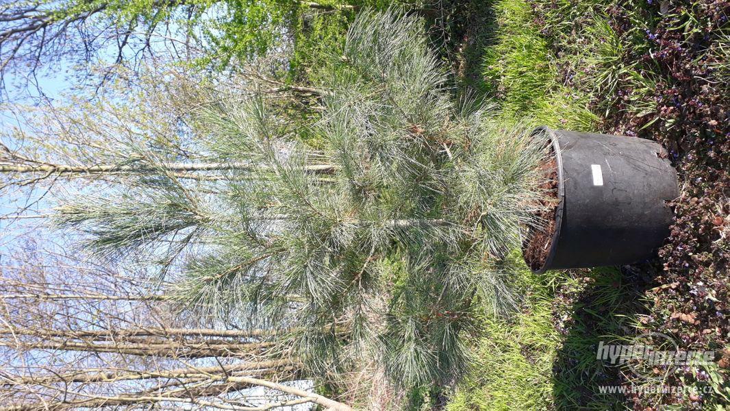 Pinus ayacahuite, Pinus heldreichii 'Schmidtii' - foto 4