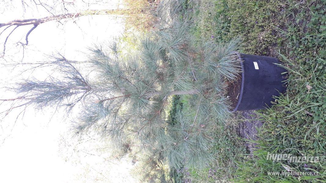 Pinus ayacahuite, Pinus heldreichii 'Schmidtii' - foto 5