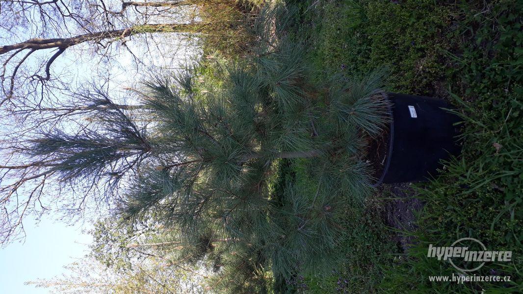Pinus ayacahuite, Pinus heldreichii 'Schmidtii' - foto 6
