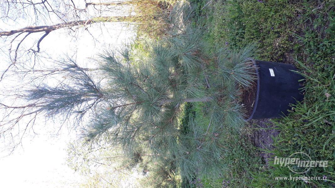 Pinus ayacahuite, Pinus heldreichii 'Schmidtii' - foto 7