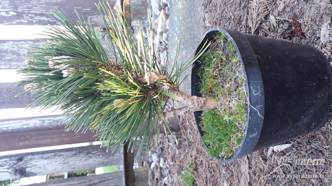 Pinus ayacahuite, Pinus heldreichii 'Schmidtii' - foto 10