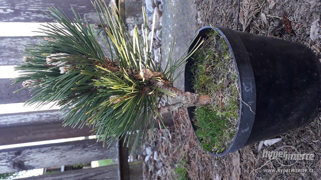 Pinus ayacahuite, Pinus heldreichii 'Schmidtii' - foto 11