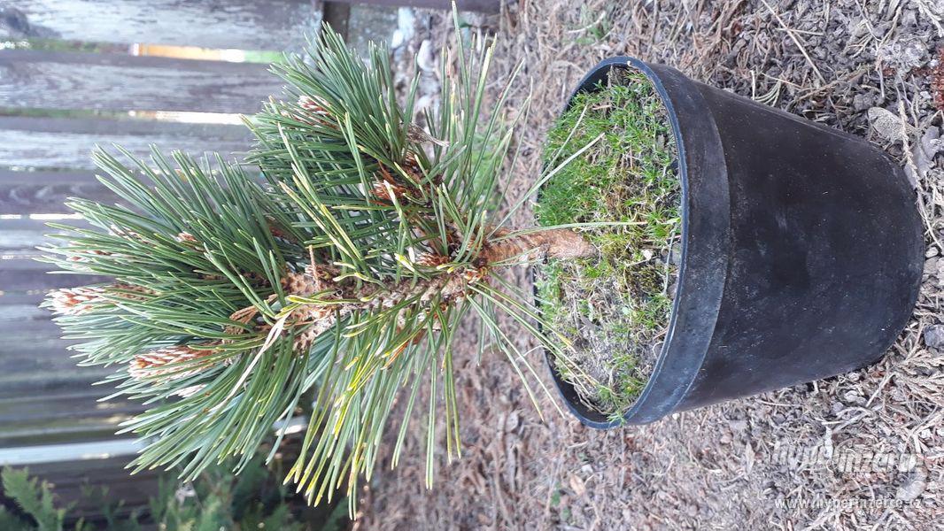Pinus ayacahuite, Pinus heldreichii 'Schmidtii' - foto 12