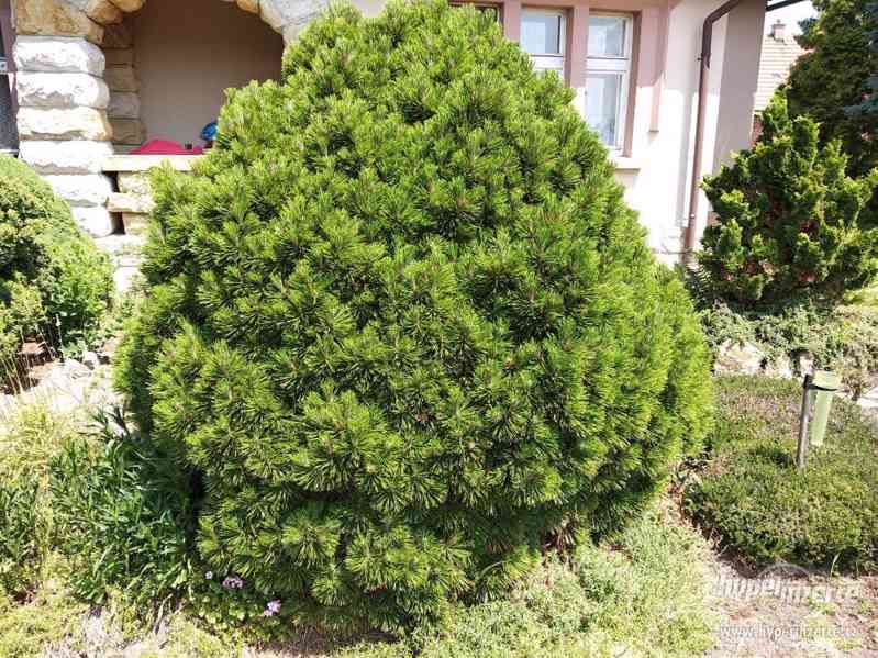 Pinus ayacahuite, Pinus heldreichii 'Schmidtii' - foto 13