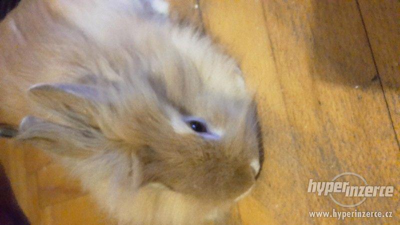 Zakrslý králík - foto 2