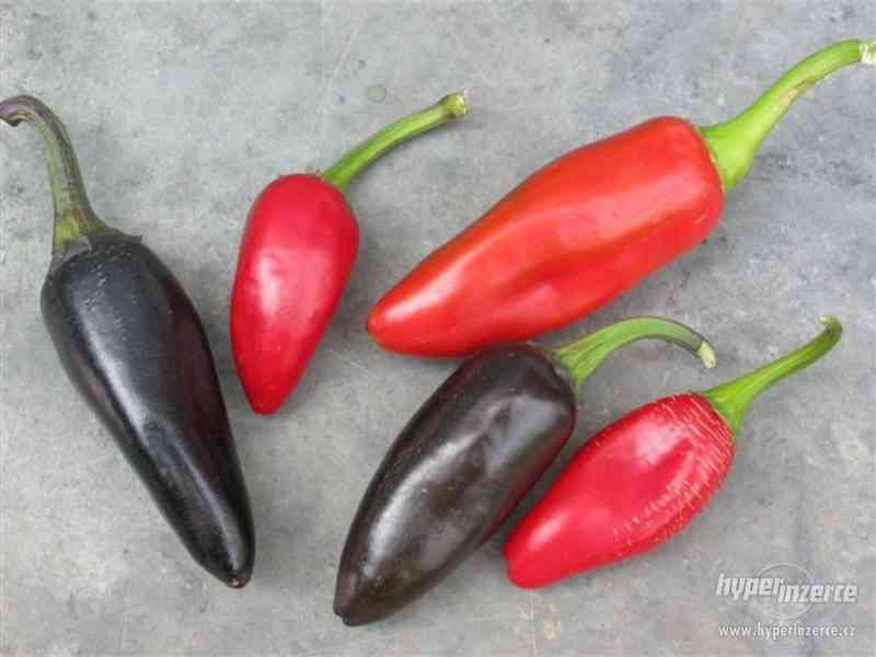 chilli Jalapeňo Purple - semena - foto 1