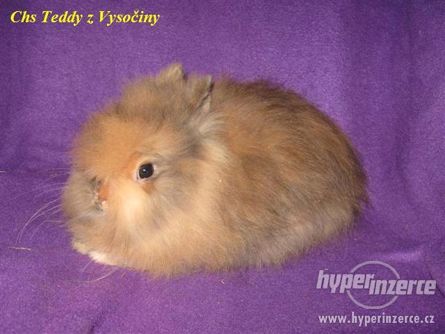 Teddy králíčci s VP - foto 1