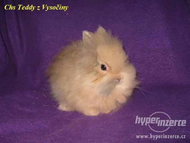 Teddy králíčci s VP - foto 2