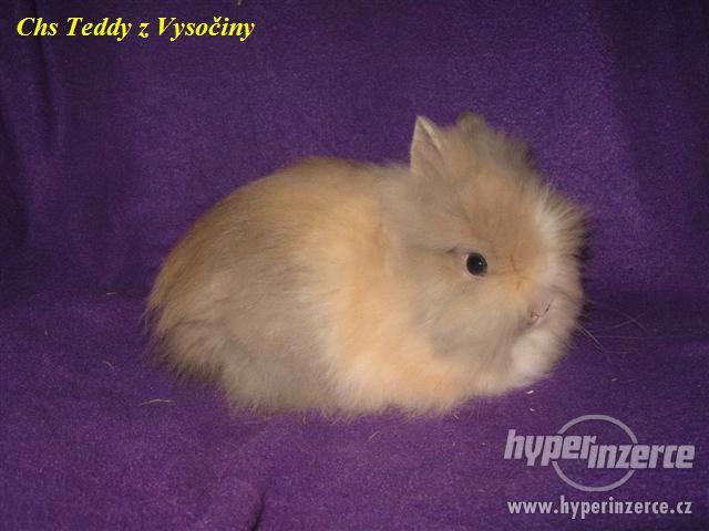 Teddy králíčci s VP - foto 3