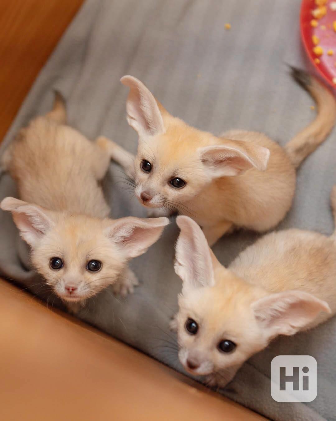 Špičková fennec liška - foto 1