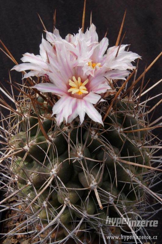 Kaktus Eriosyce taltalensis - semena - foto 1