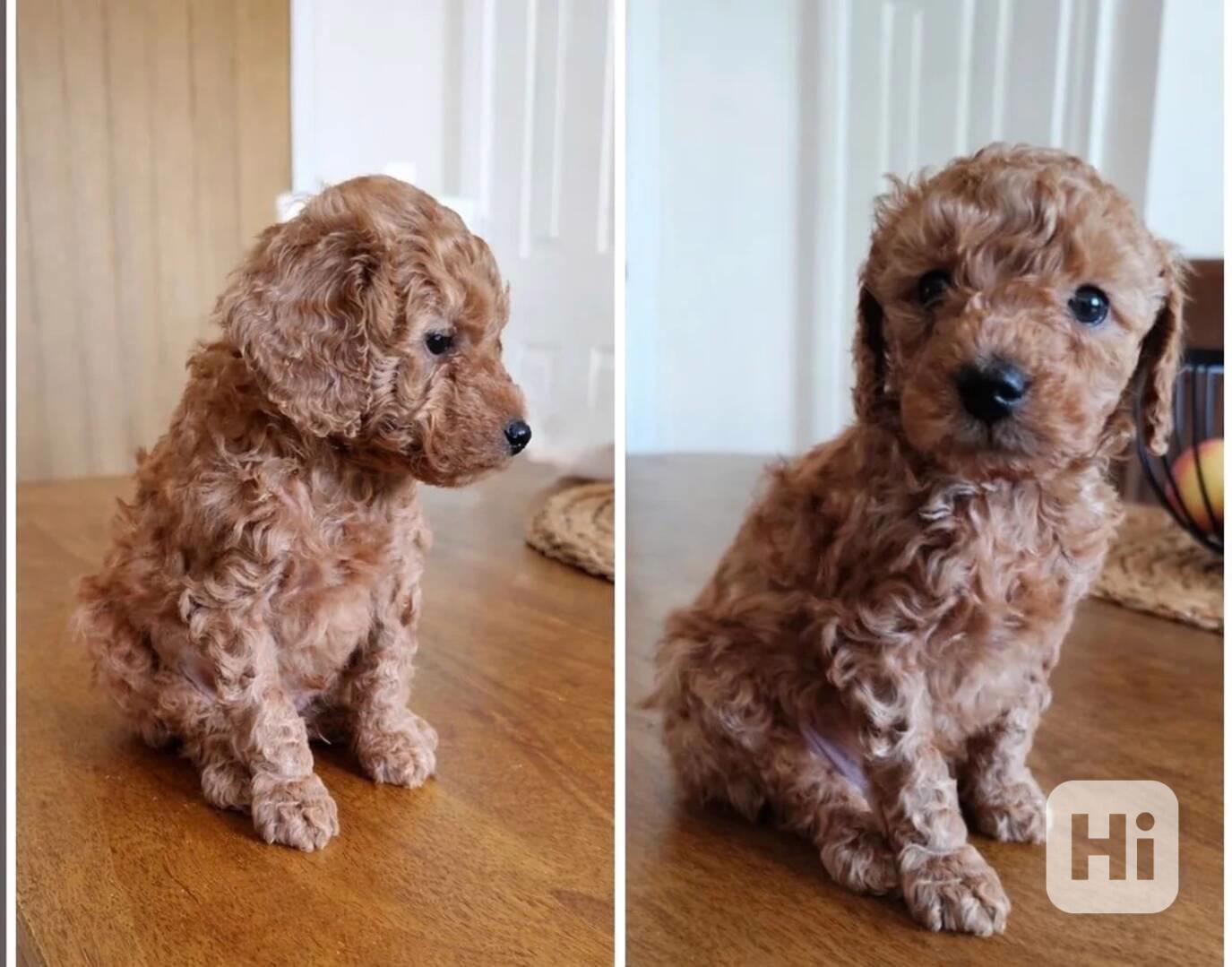 Roztomilá štěňátka toy pudla hledají novou rodinu - foto 1