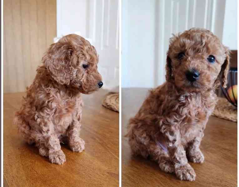 Roztomilá štěňátka toy pudla hledají novou rodinu - foto 1