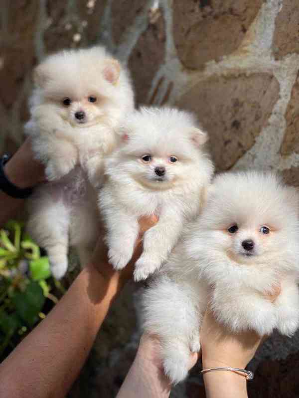 Štěňata pomeraniana připravená k odběru..... - foto 5