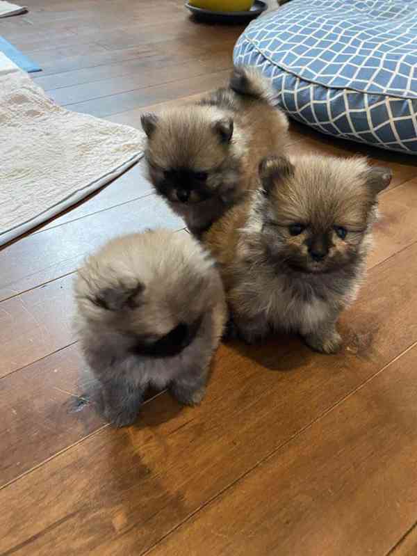 Štěňata pomeraniana připravená k odběru..... - foto 2