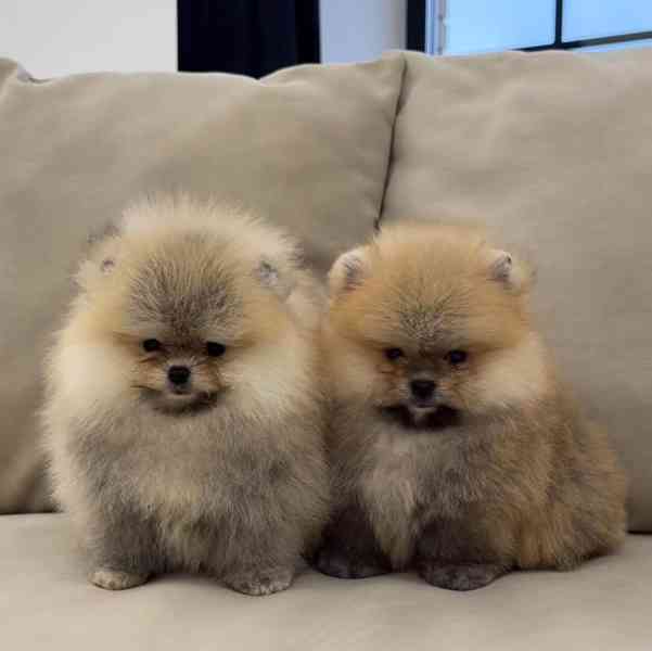 Štěňata pomeraniana připravená k odběru..... - foto 4